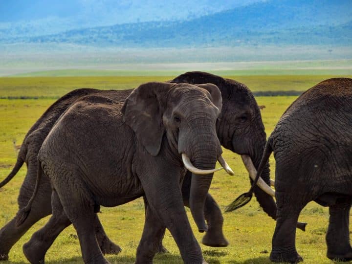 Experimente la esencia de África en un safari en Tanzania