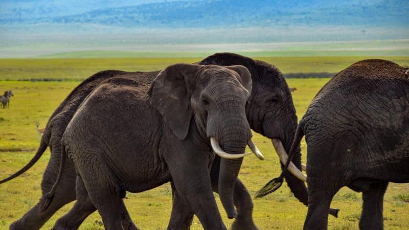 Experimente la esencia de África en un safari en Tanzania