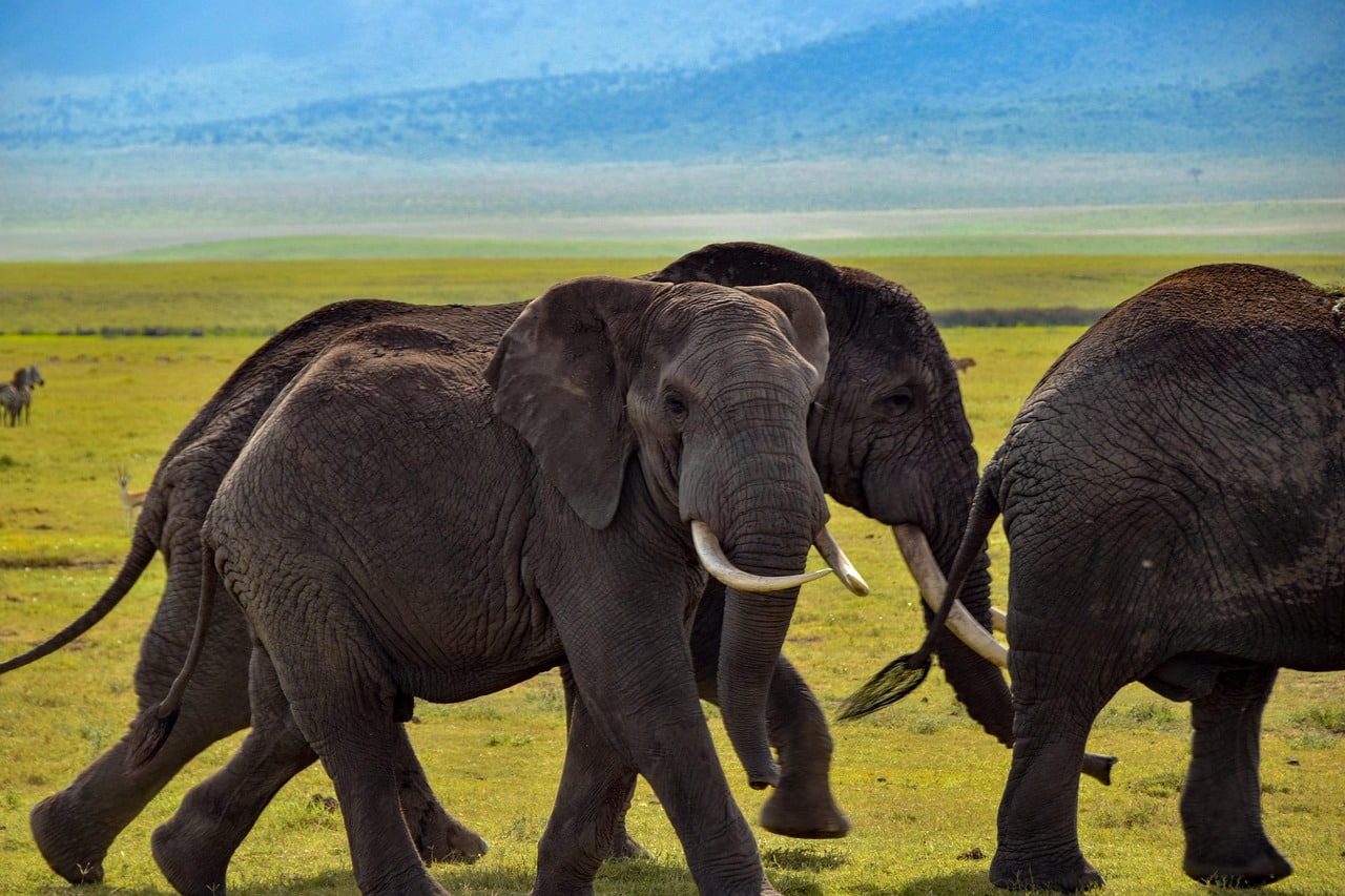Experimente la esencia de África en un safari en Tanzania