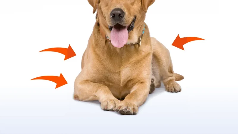 Productos para caballos de competición y perros. Mantén su salud y energía al máximo nivel